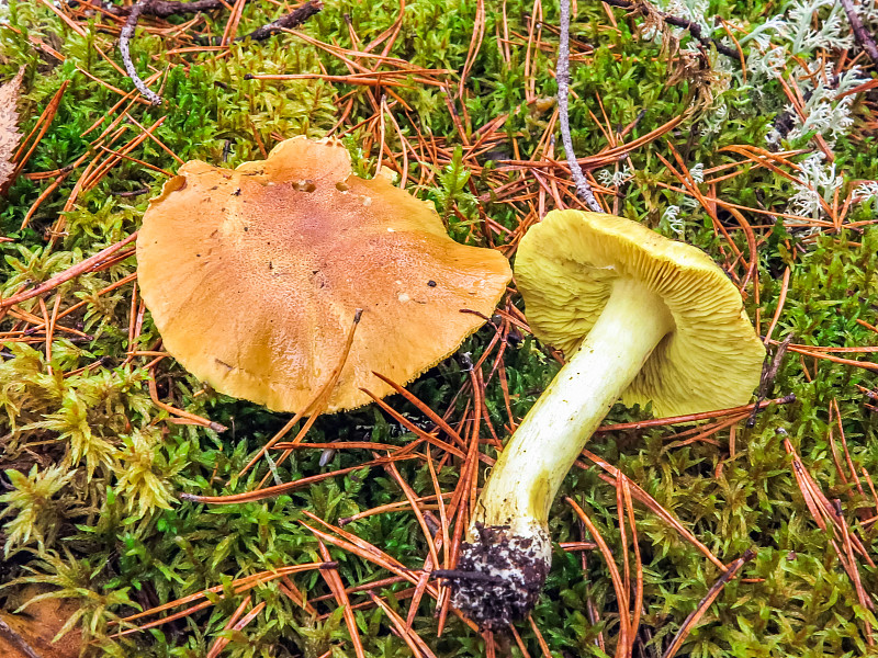 马口蘑病或黄口蘑病，又称马背上的人或黄骑士