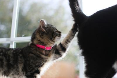奇怪的猫