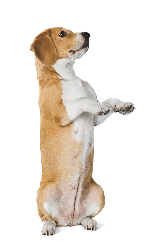 可爱的小猎犬孤立在白色的背景
