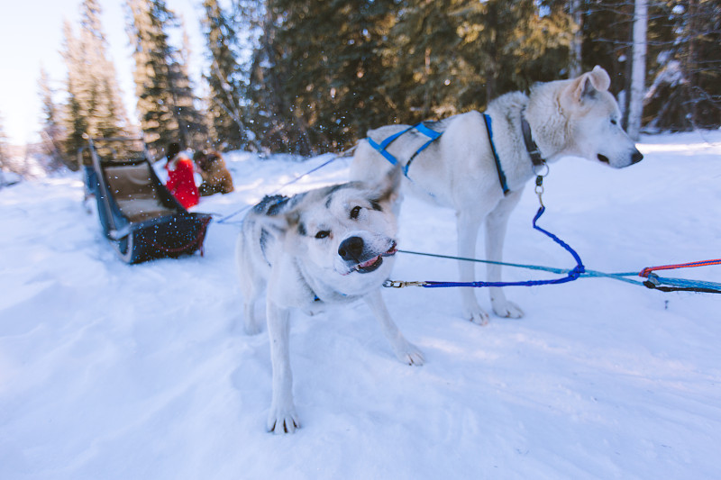 Dog sled