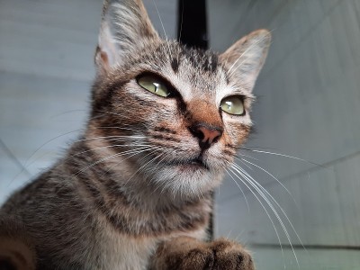 严重的亚洲猫