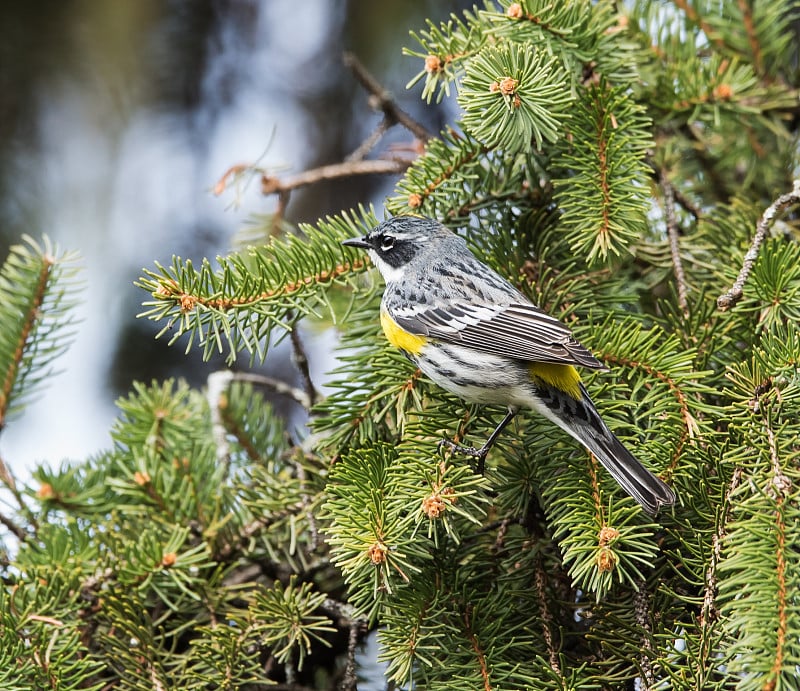 黄背林莺(Dendroica coronata)