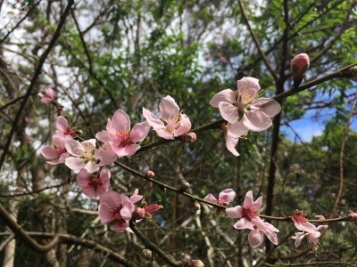 冬天，夏威夷考艾岛威美亚峡谷的威浦瀑布。