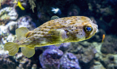 在水族馆里，河豚游进了图像框