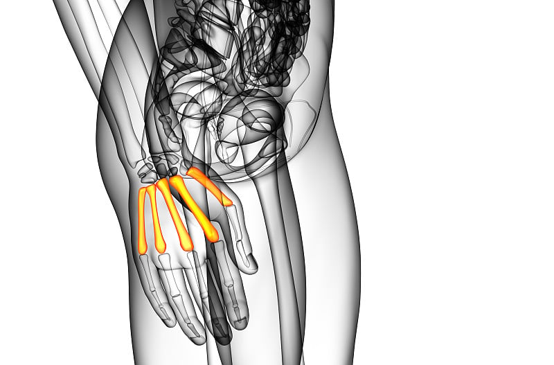 掌骨的3d渲染医学插图