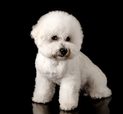 比雄被孤立在黑色背景上。卷毛比雄犬小狗。白狗。修饰后的比雄