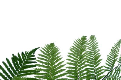 热带蕨类叶子在白色孤立的背景为绿色树叶背景和复制空间