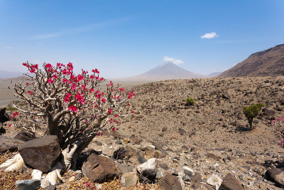 Natron湖地区景观，坦桑尼亚，非洲。伦盖火山