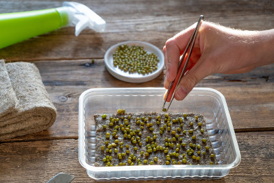 microgreen生长。萝卜种子。在塑料托盘里的亚麻布垫子上发芽日本萝卜。幼苗。家的花园。城市园艺