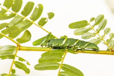 在寄主植物的叶子上行走的第5阶段的普通斑蝶(Polyura athamas)
