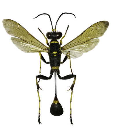 白色背景上的黑黄泥涂抹- Sceliphron caementarium (Drury, 1773)