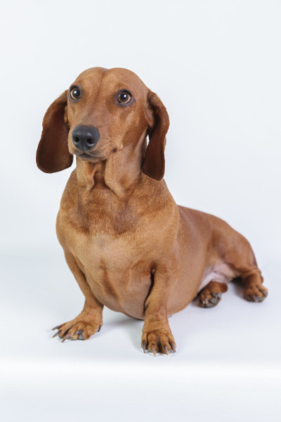 有趣的小猎犬