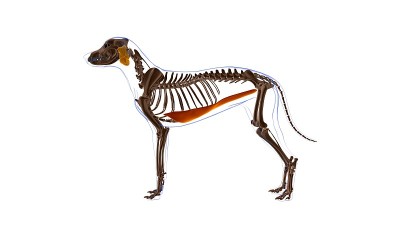腹直肌狗肌肉解剖医学概念3D