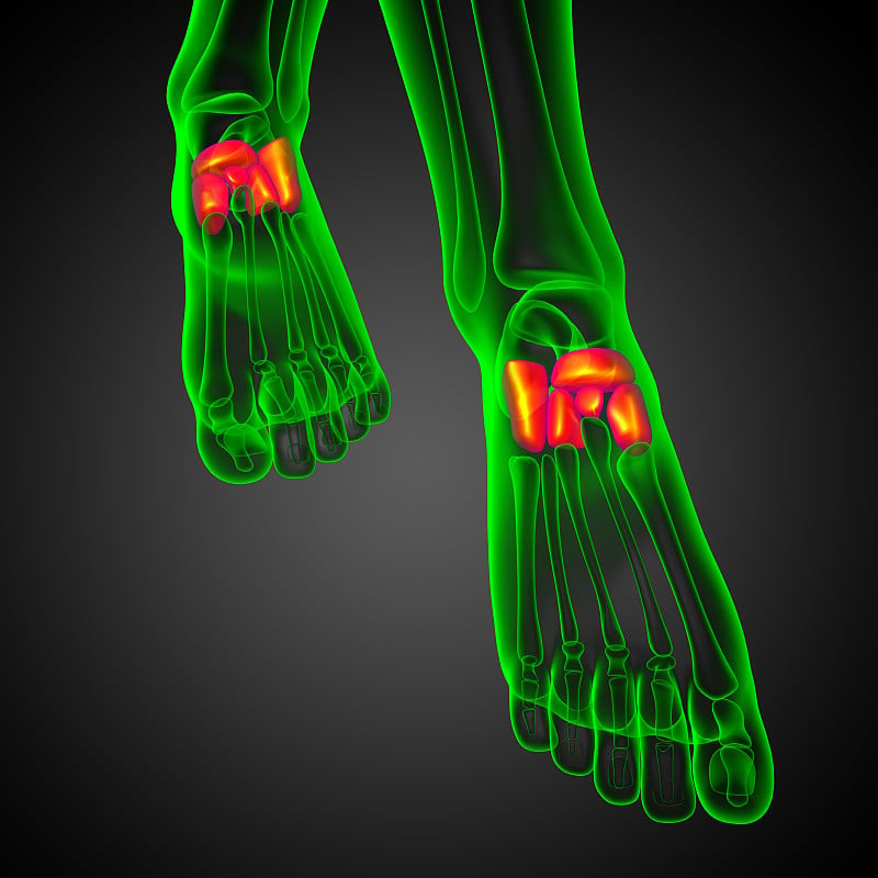 3d渲染医学插图的中足骨