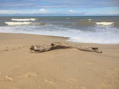 热带海滩上漂流的木头