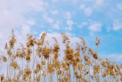 许多干芦苇映衬着天空中白云的背景