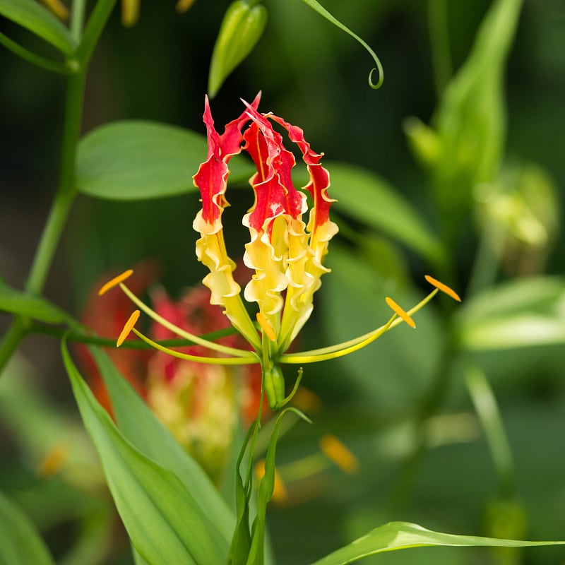 攀登金针菜