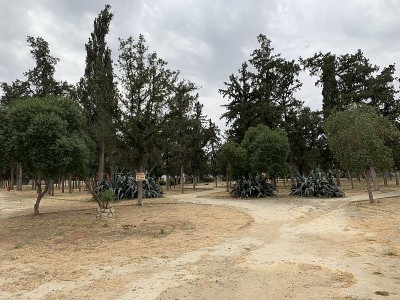 尼科西亚在北塞浦路斯土耳其共和国有很多不同的树木类型
北塞浦路斯土耳其共和国/塞浦路斯05/12/2