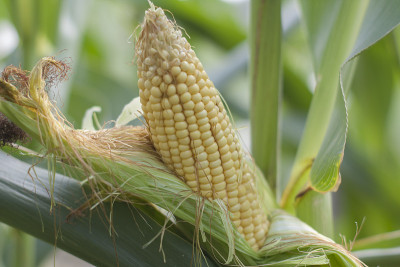 绿色的玉米地上的小玉米棒。种植玉米饲料的农舍。