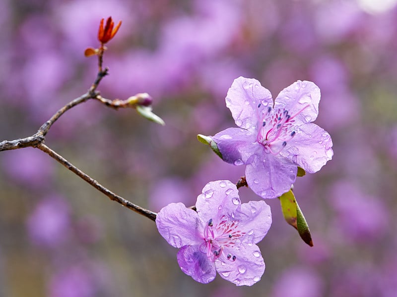 杜鹃花的特写镜头