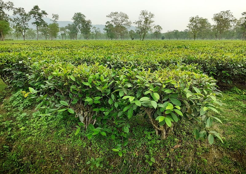 绿茶的花园。印度阿萨姆邦的茶叶农业