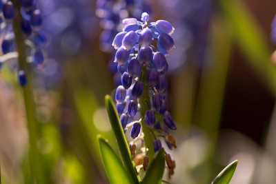 蓝色muscari