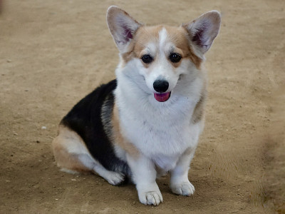 彭布罗克威尔士科基犬