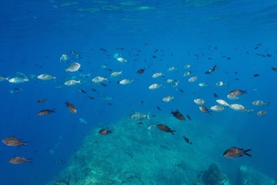 西班牙地中海水下的鱼群