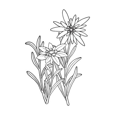 雪绒花