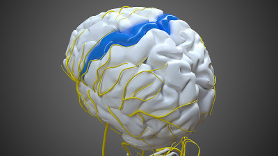 医学概念3D的大脑中央前回解剖