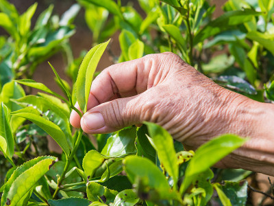 手工采摘茶叶