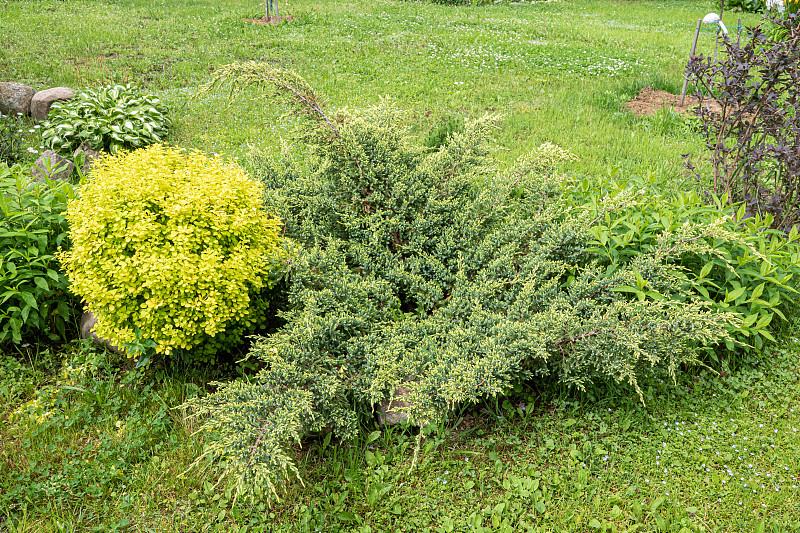 屋后有一群灌木和植物:杜松、夹竹桃、牡丹、杜嘉、小檗。园林设计