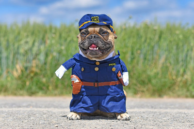 滑稽的法国斗牛犬穿着警察服装，手臂是假的，站在草地前