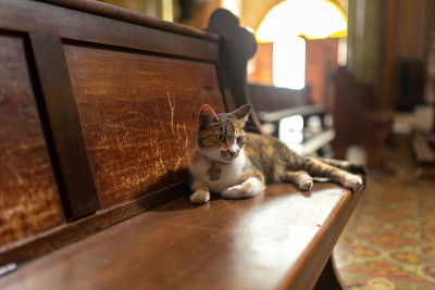 斑猫在教堂里休息。