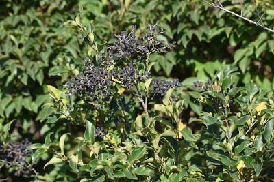 Ligustrum日本血吸虫浆果。