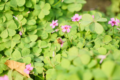 花丛中的蜜蜂花