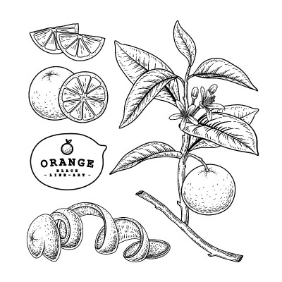 矢量素描柑橘水果装饰集。橙色。手绘植物图。黑色和白色与线条艺术孤立在白色背景。水果图纸。复古风格的元