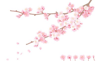 樱花，粉红色的花和早午餐