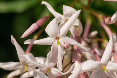 茉莉花(茉莉花)，盛开