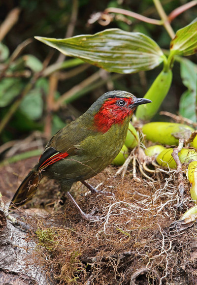 Scarlet-faced Liocichla