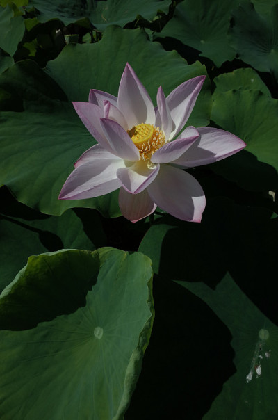 莲花