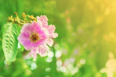 树上的女王花(印度的骄傲)。