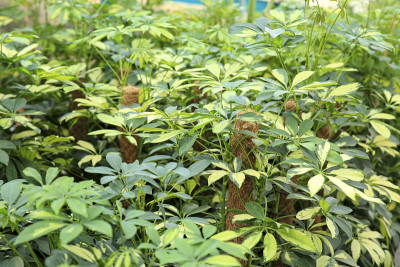舍弗勒拉种在阳光下的花园里