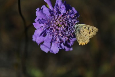 蝴蝶坐花