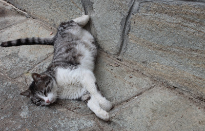 一只猫躺在石墙附近的单色构图