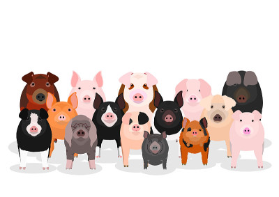 group of pigs
