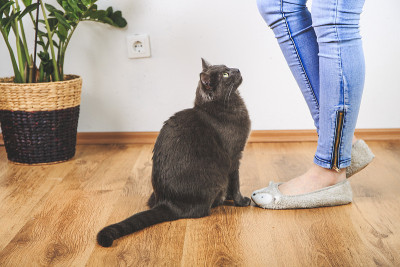 可爱的小猫和她的妈妈