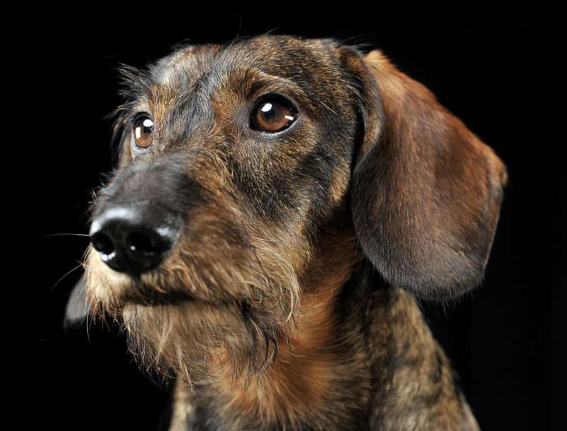 在一个黑色照相馆里呆着的扭耳朵的有线毛腊肠犬