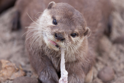 水獭