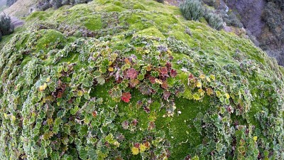帕拉莫上长着苔藓